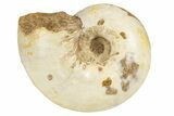 Jurassic Ammonite Fossil - Sakaraha, Madagascar #251296-1